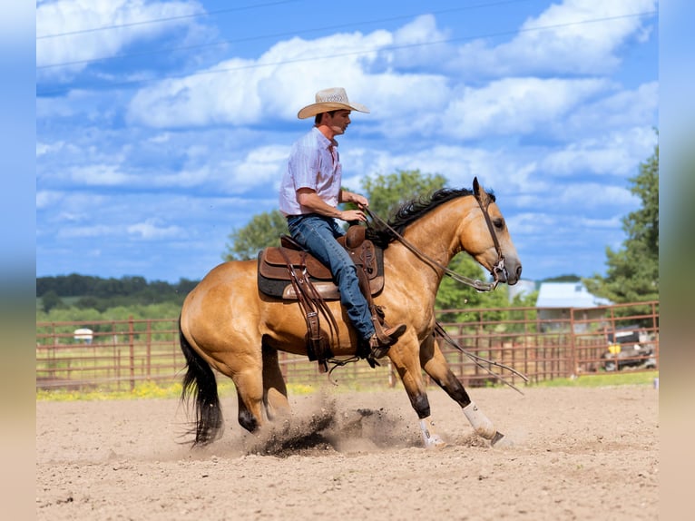 Caballo cuarto de milla Caballo castrado 4 años 150 cm Buckskin/Bayo in Marshall, MO