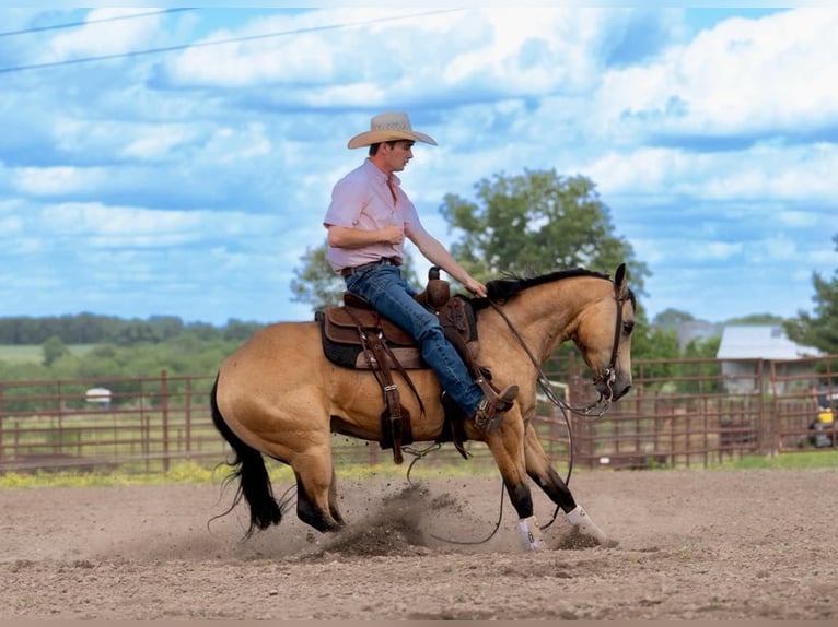 Caballo cuarto de milla Caballo castrado 4 años 150 cm Buckskin/Bayo in Marshall, MO