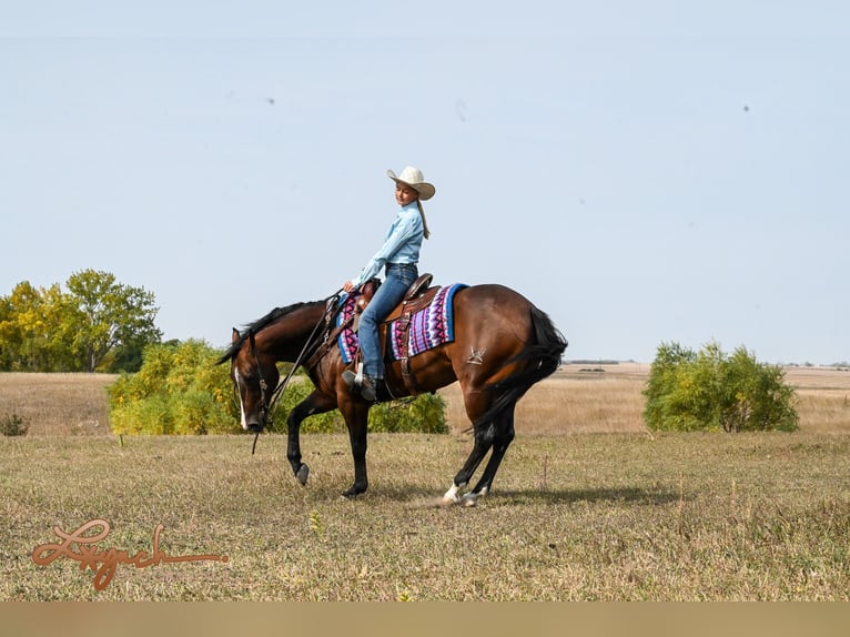 Caballo cuarto de milla Caballo castrado 4 años 150 cm Castaño rojizo in Canistota, SD