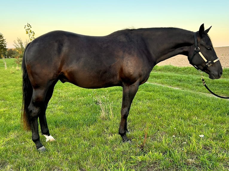 Caballo cuarto de milla Caballo castrado 4 años 150 cm Negro in Hürtgenwald