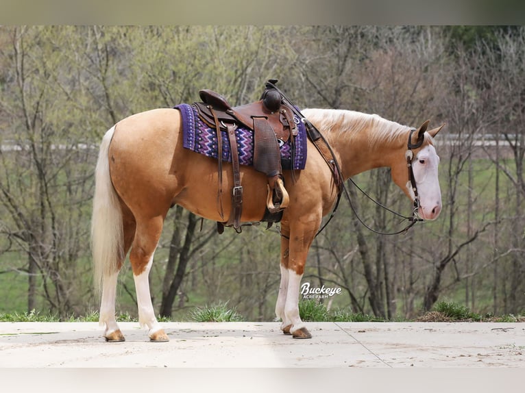 Caballo cuarto de milla Caballo castrado 4 años 150 cm Palomino in Millersburg