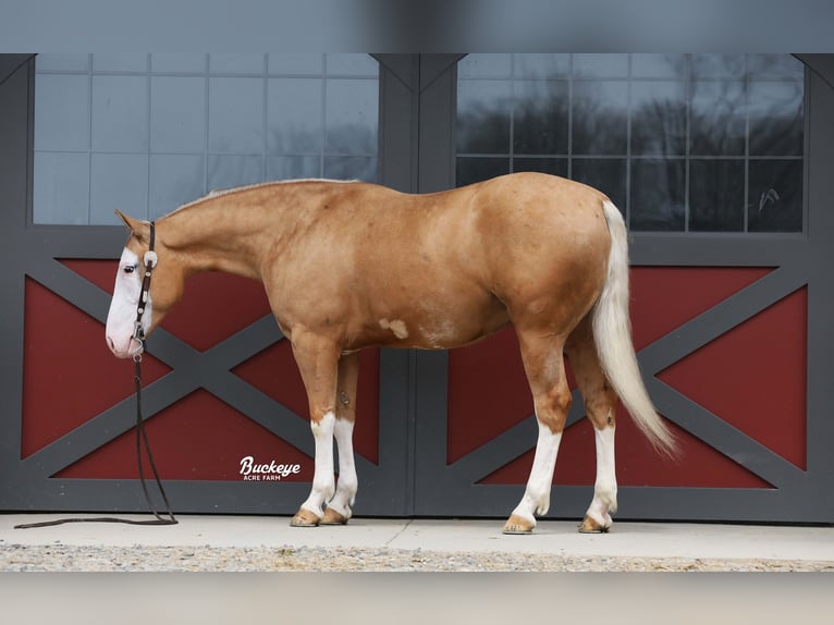 Caballo cuarto de milla Caballo castrado 4 años 150 cm Palomino in Millersburg