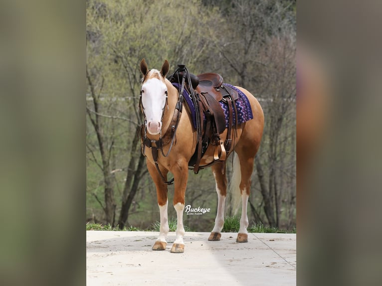 Caballo cuarto de milla Caballo castrado 4 años 150 cm Palomino in Millersburg