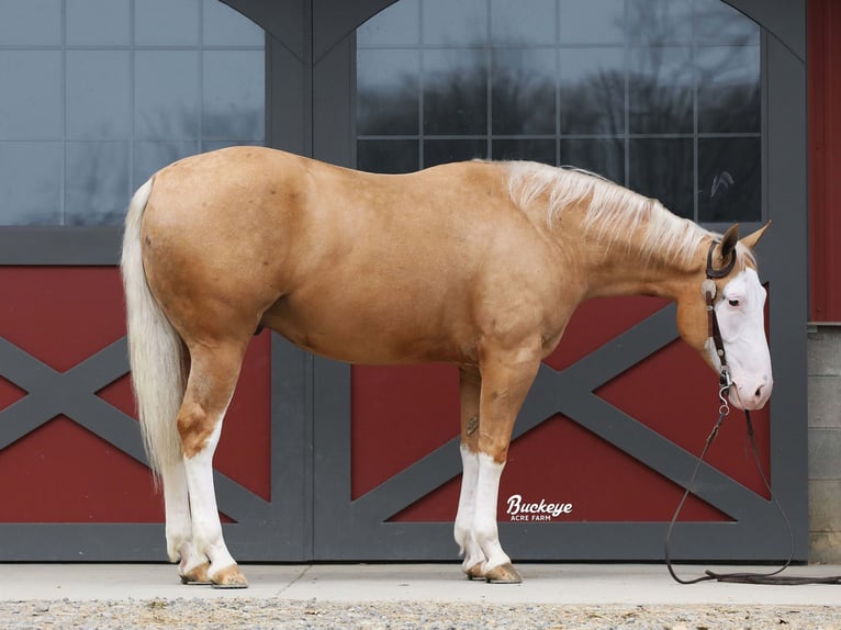 Caballo cuarto de milla Caballo castrado 4 años 150 cm Palomino in Millersburg
