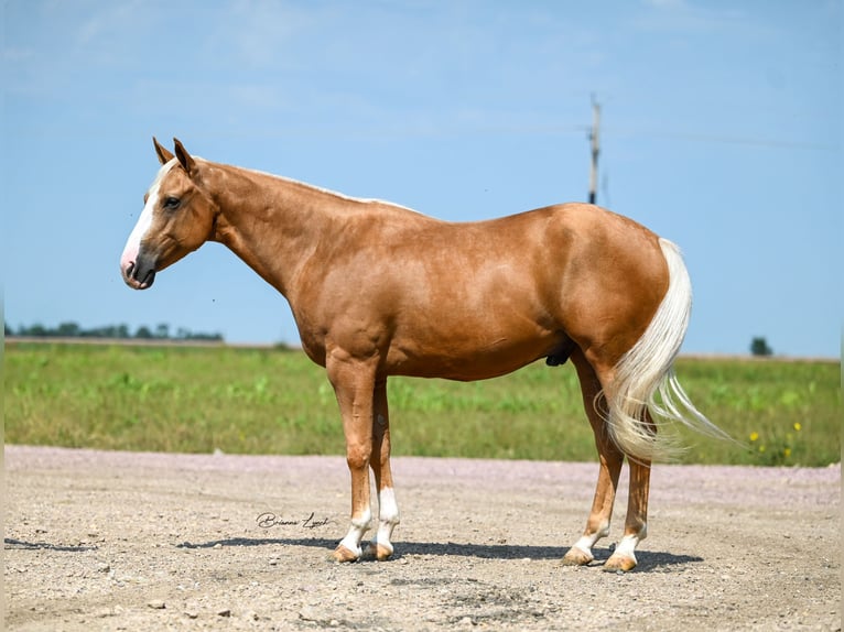 Caballo cuarto de milla Caballo castrado 4 años 150 cm Palomino in Canistota