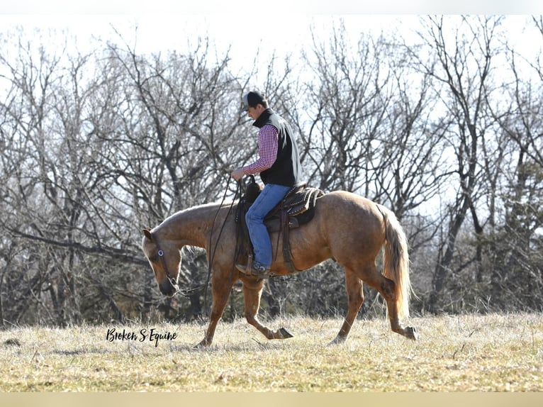 Caballo cuarto de milla Caballo castrado 4 años 150 cm Palomino in Sweet Springs, MO