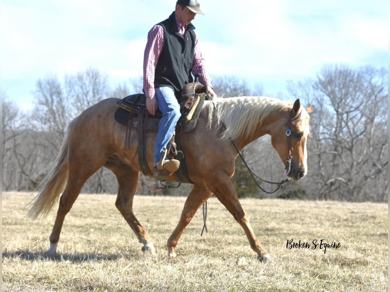 Caballo cuarto de milla Caballo castrado 4 años 150 cm Palomino in Sweet Springs, MO