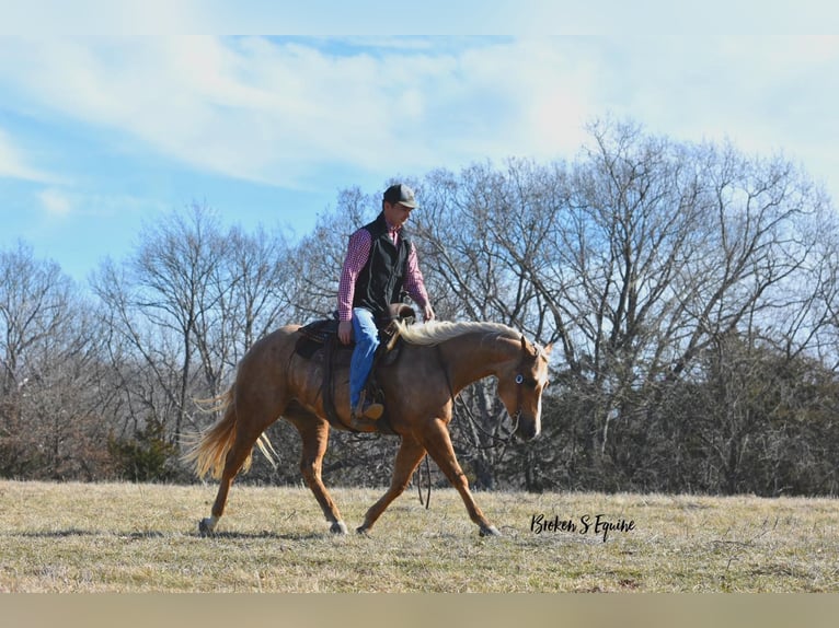 Caballo cuarto de milla Caballo castrado 4 años 150 cm Palomino in Sweet Springs, MO