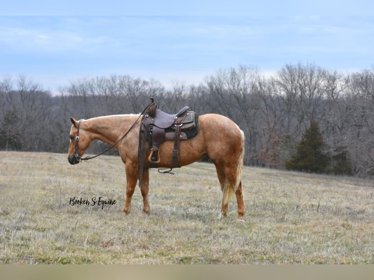 Caballo cuarto de milla Caballo castrado 4 años 150 cm Palomino in Sweet Springs, MO