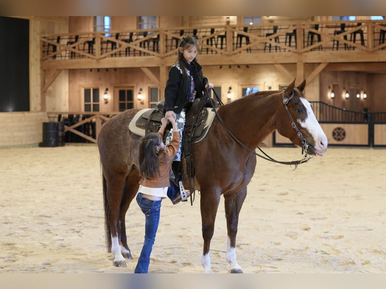 Caballo cuarto de milla Caballo castrado 4 años 150 cm Rabicano in Needmore