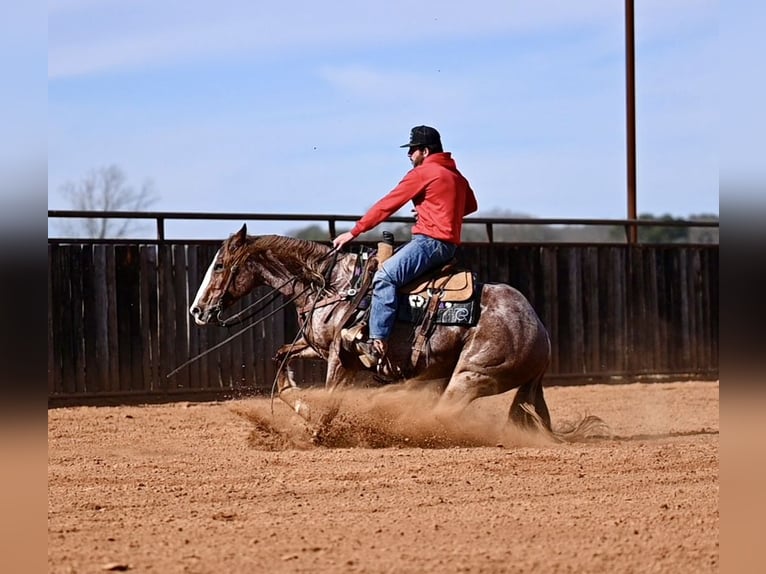 Caballo cuarto de milla Caballo castrado 4 años 150 cm Ruano alazán in Waco