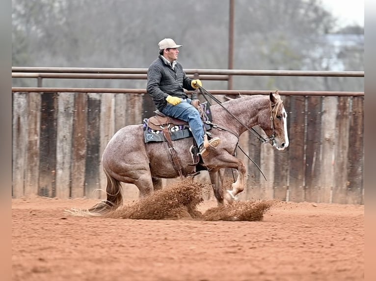 Caballo cuarto de milla Caballo castrado 4 años 150 cm Ruano alazán in Waco