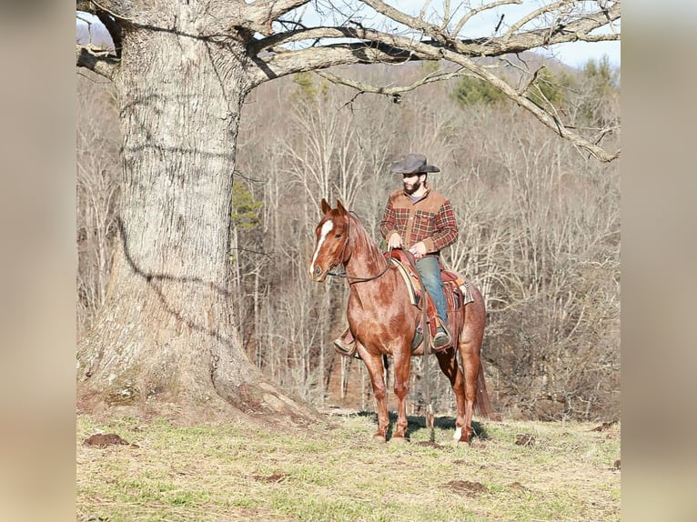 Caballo cuarto de milla Caballo castrado 4 años 150 cm Ruano alazán in Blairsville