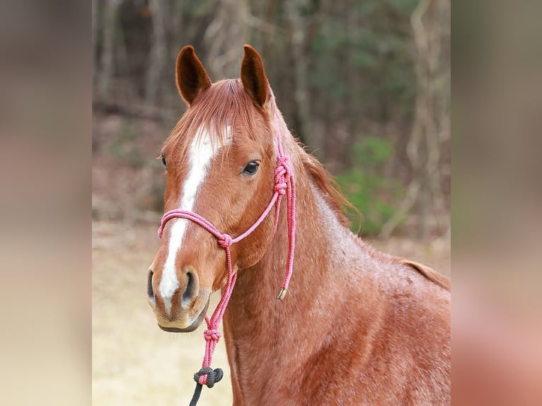 Caballo cuarto de milla Caballo castrado 4 años 150 cm Ruano alazán in Blairsville