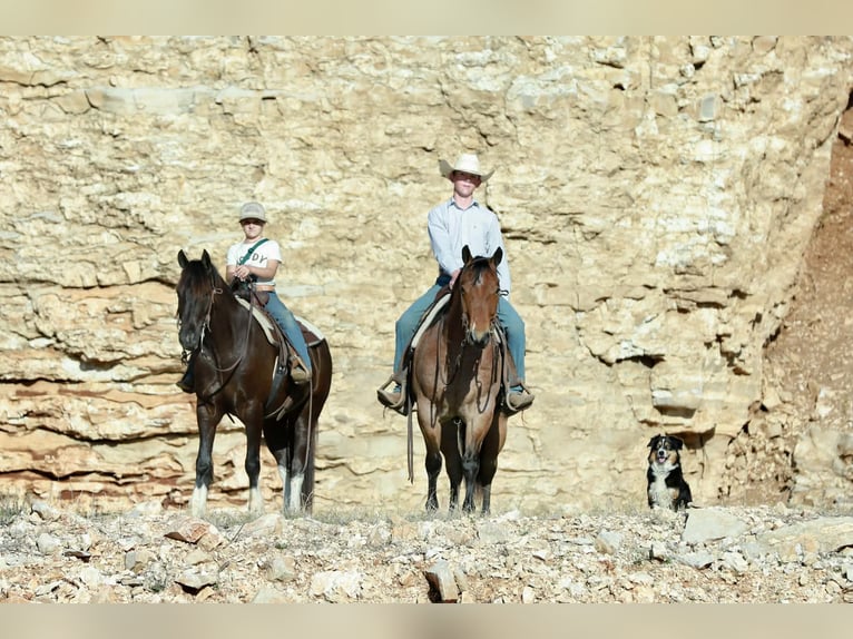 Caballo cuarto de milla Caballo castrado 4 años 150 cm Ruano alazán in Mount Vernon