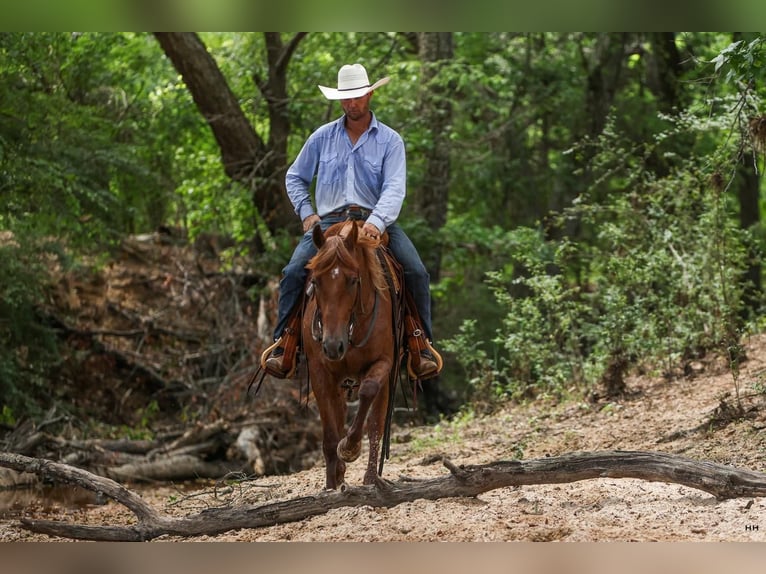 Caballo cuarto de milla Caballo castrado 4 años 150 cm Ruano alazán in Troup, TX