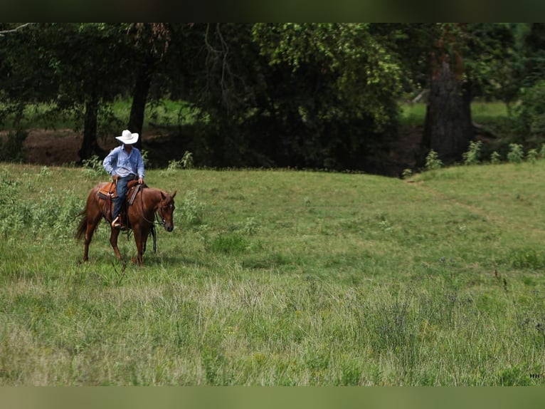 Caballo cuarto de milla Caballo castrado 4 años 150 cm Ruano alazán in Troup, TX