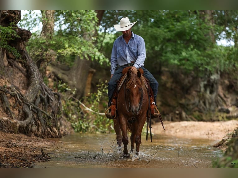 Caballo cuarto de milla Caballo castrado 4 años 150 cm Ruano alazán in Troup, TX