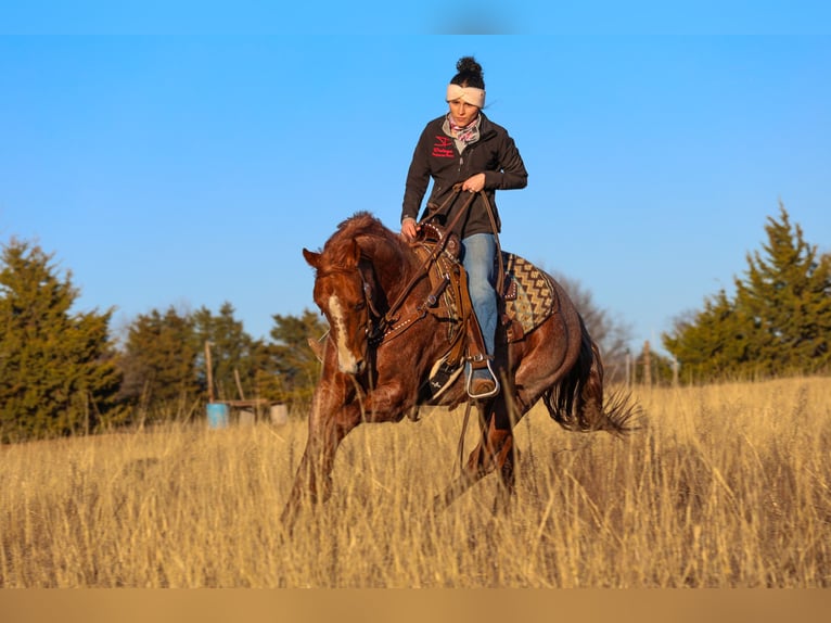 Caballo cuarto de milla Caballo castrado 4 años 150 cm Ruano alazán in Ripley