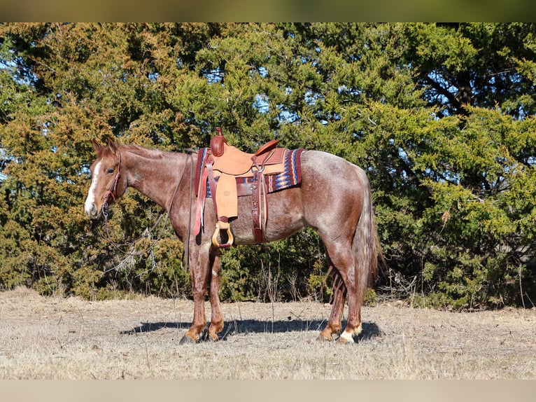 Caballo cuarto de milla Caballo castrado 4 años 150 cm Ruano alazán in Ripley