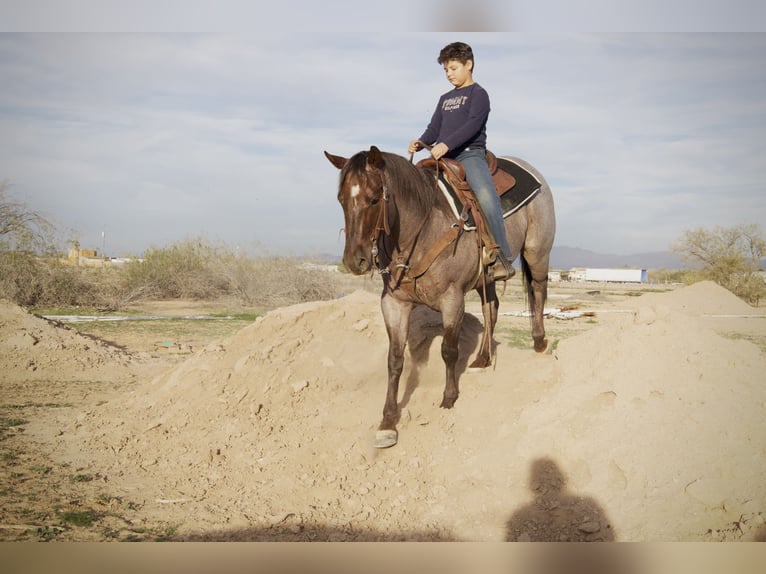 Caballo cuarto de milla Caballo castrado 4 años 150 cm Ruano alazán in Tonopah