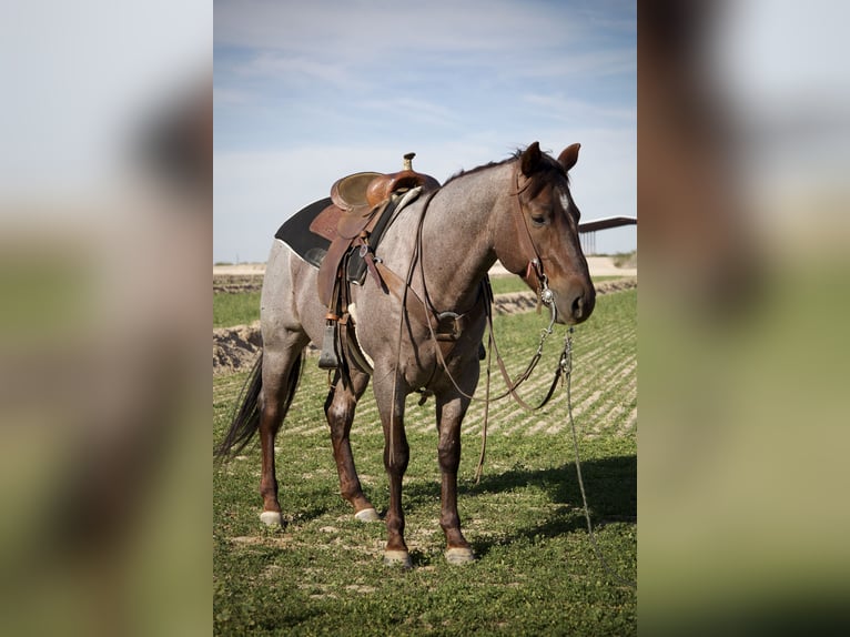 Caballo cuarto de milla Caballo castrado 4 años 150 cm Ruano alazán in Tonopah