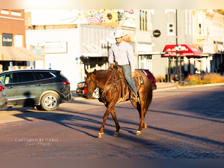 Caballo cuarto de milla Caballo castrado 4 años 150 cm Ruano alazán in Lewistown