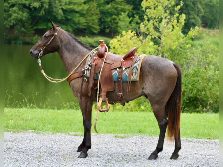 Caballo cuarto de milla Caballo castrado 4 años 150 cm Ruano azulado in Tompkinsville