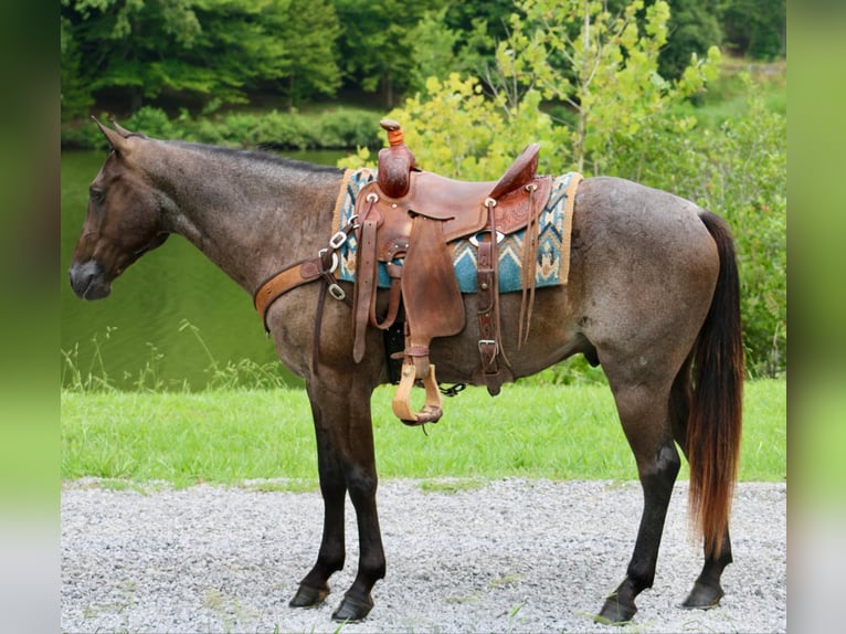 Caballo cuarto de milla Caballo castrado 4 años 150 cm Ruano azulado in Tompkinsville