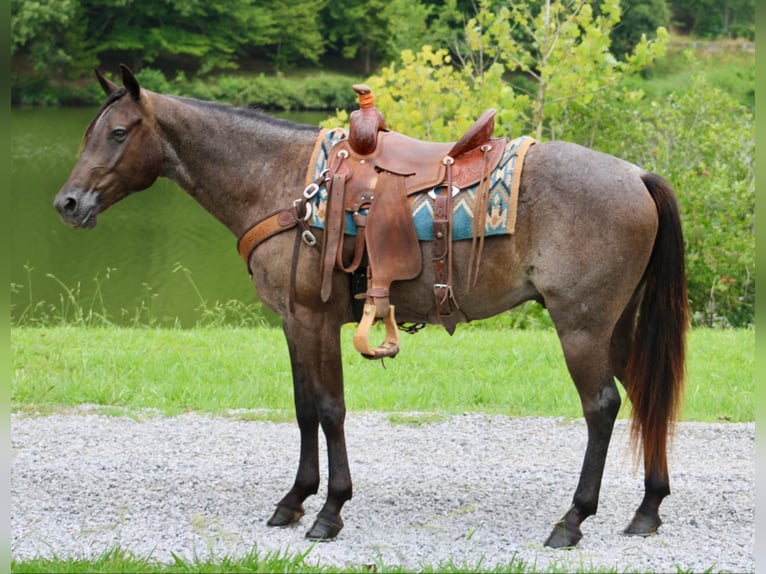 Caballo cuarto de milla Caballo castrado 4 años 150 cm Ruano azulado in Tompkinsville