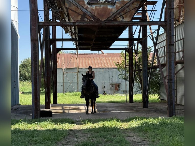 Caballo cuarto de milla Caballo castrado 4 años 150 cm Tordo rodado in Jacksboro, TX