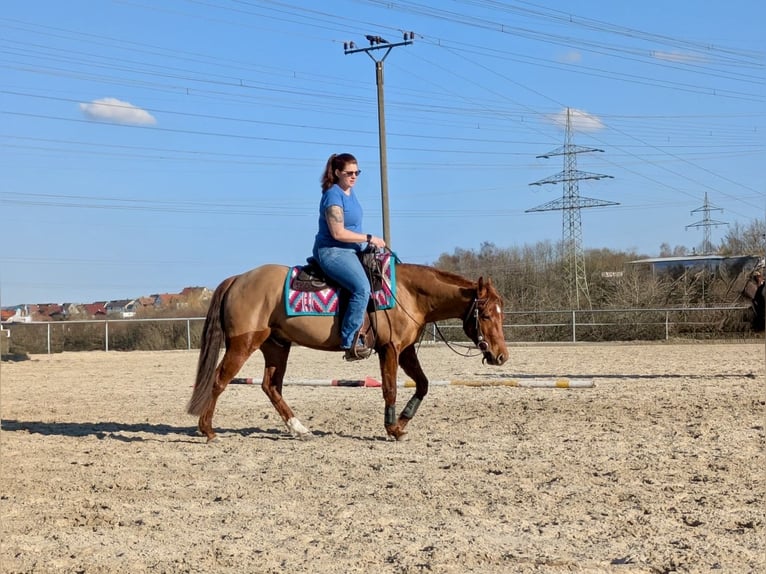 Caballo cuarto de milla Caballo castrado 4 años 151 cm Alazán-tostado in Illingen