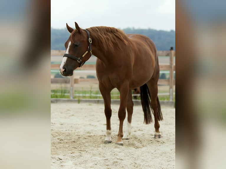 Caballo cuarto de milla Caballo castrado 4 años 152 cm Alazán in Duingen