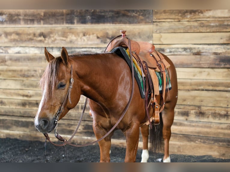 Caballo cuarto de milla Caballo castrado 4 años 152 cm Alazán rojizo in Beaver Springs
