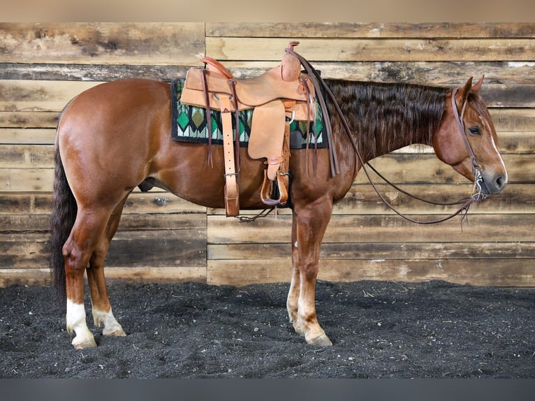 Caballo cuarto de milla Caballo castrado 4 años 152 cm Alazán rojizo in Beaver Springs