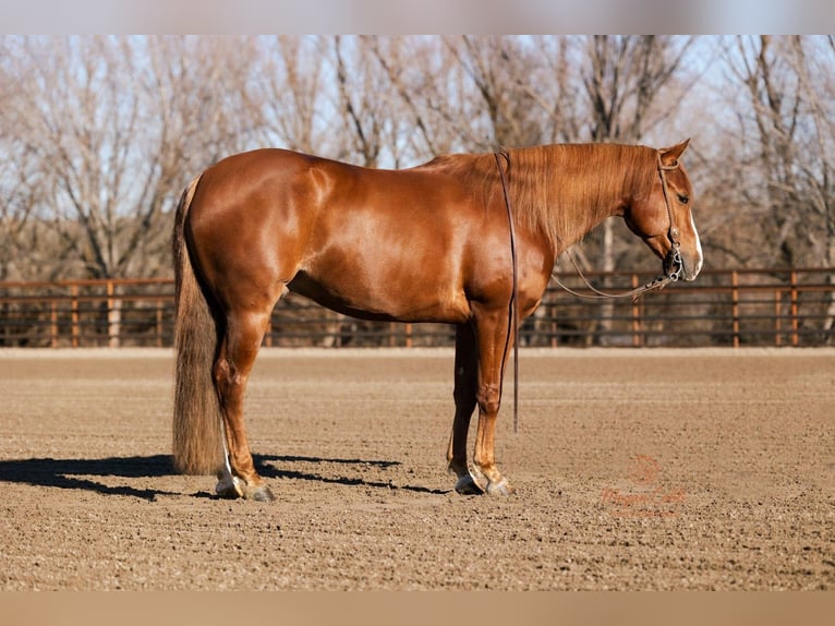 Caballo cuarto de milla Caballo castrado 4 años 152 cm Alazán rojizo in Caldwell