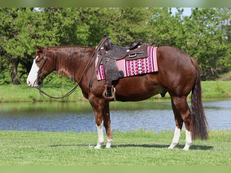 Caballo cuarto de milla Caballo castrado 4 años 152 cm Alazán rojizo in Buffalo, MO