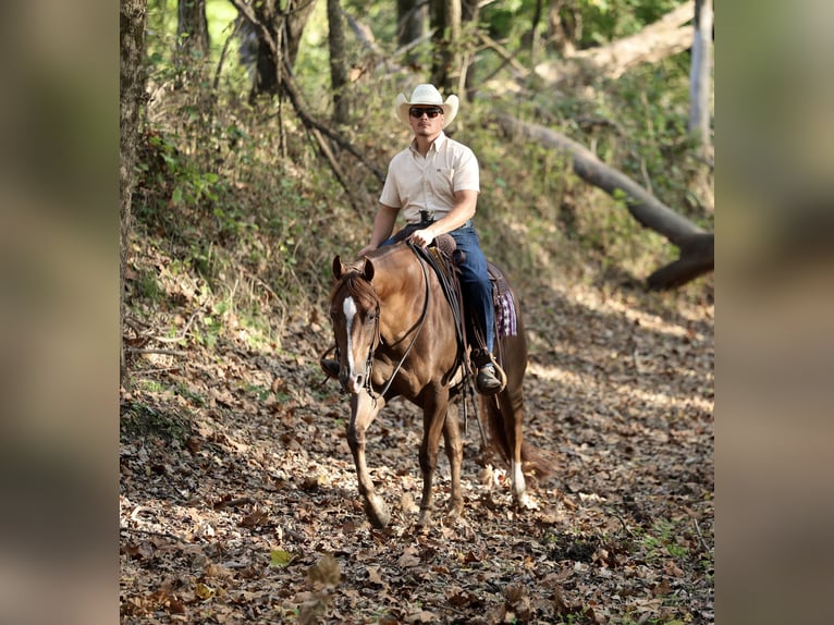 Caballo cuarto de milla Caballo castrado 4 años 152 cm Alazán-tostado in Buffalo Caballo cuarto de milla Caballo castrado 4 años 152 cm Alazán-tostado in Buffalo