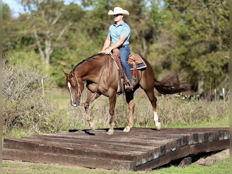 Caballo cuarto de milla Caballo castrado 4 años 152 cm Alazán-tostado in Buffalo Caballo cuarto de milla Caballo castrado 4 años 152 cm Alazán-tostado in Buffalo