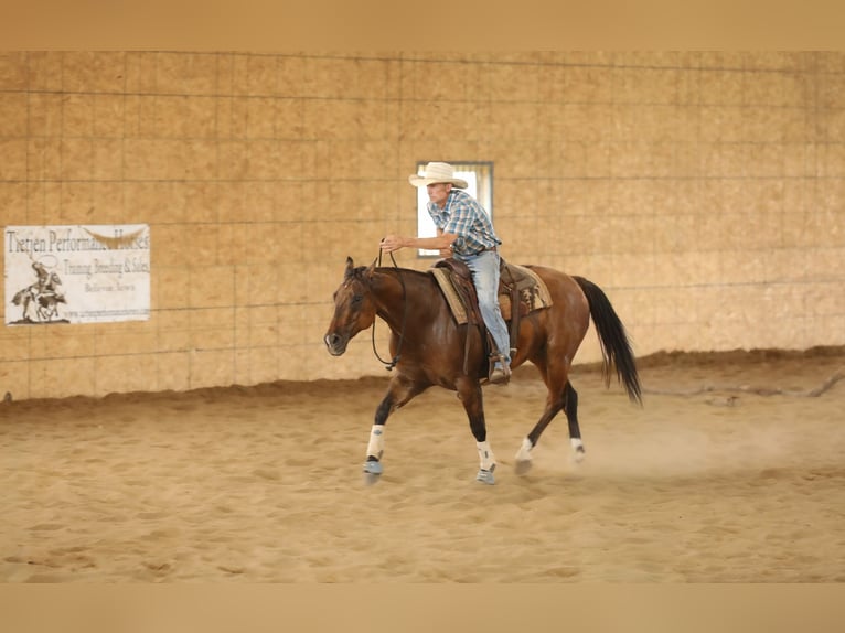 Caballo cuarto de milla Caballo castrado 4 años 152 cm Bayo in Bellevue