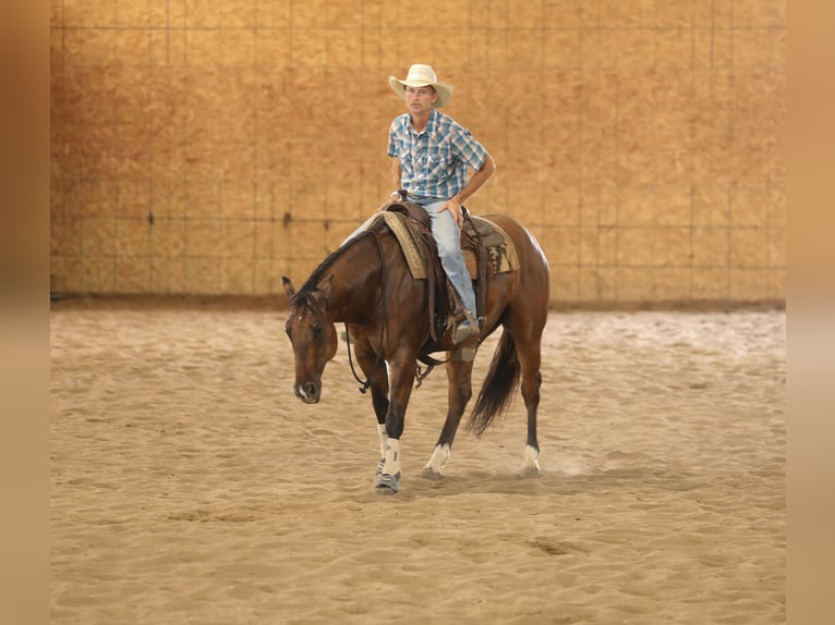 Caballo cuarto de milla Caballo castrado 4 años 152 cm Bayo in Bellevue