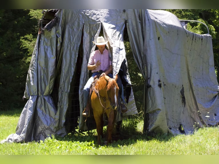 Caballo cuarto de milla Caballo castrado 4 años 152 cm Bayo in Purdy, MO