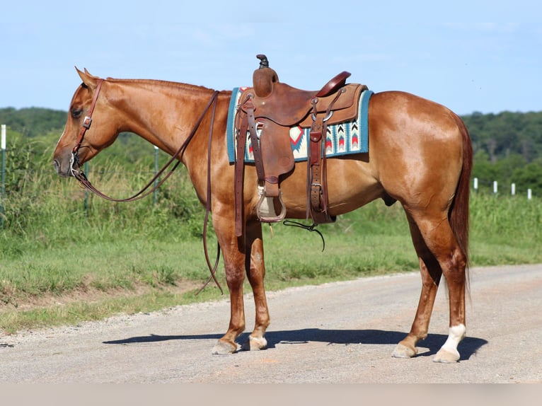 Caballo cuarto de milla Caballo castrado 4 años 152 cm Bayo in Purdy, MO