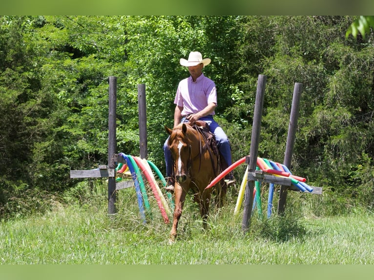 Caballo cuarto de milla Caballo castrado 4 años 152 cm Bayo in Purdy, MO