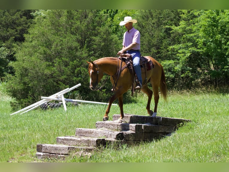 Caballo cuarto de milla Caballo castrado 4 años 152 cm Bayo in Purdy, MO