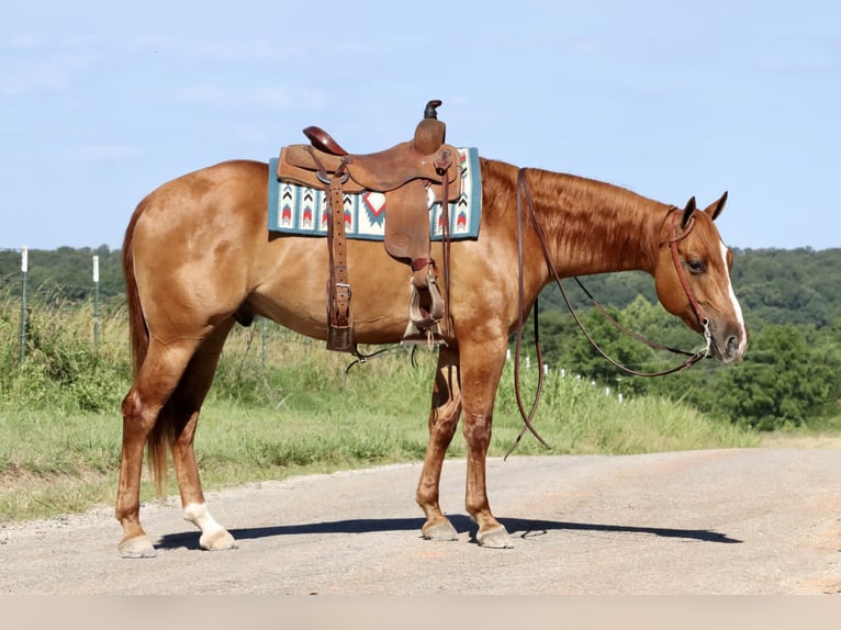 Caballo cuarto de milla Caballo castrado 4 años 152 cm Bayo in Purdy, MO