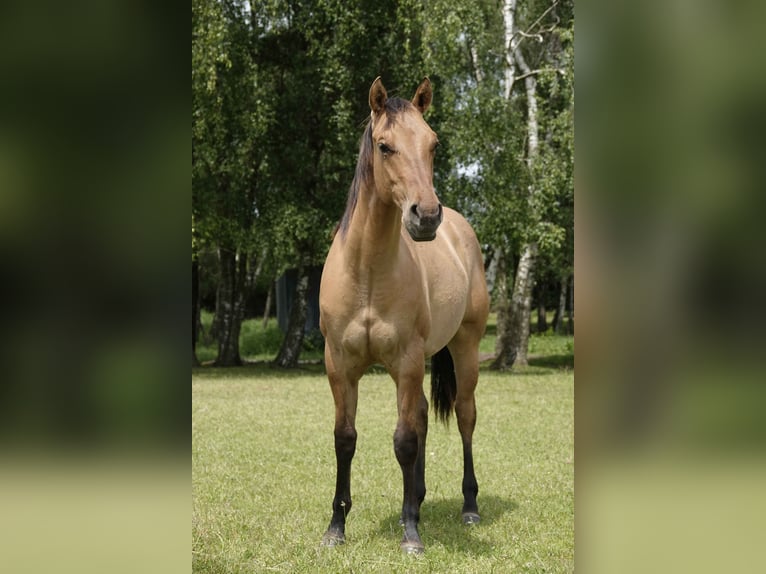 Caballo cuarto de milla Caballo castrado 4 años 152 cm Bayo in Erkelenz