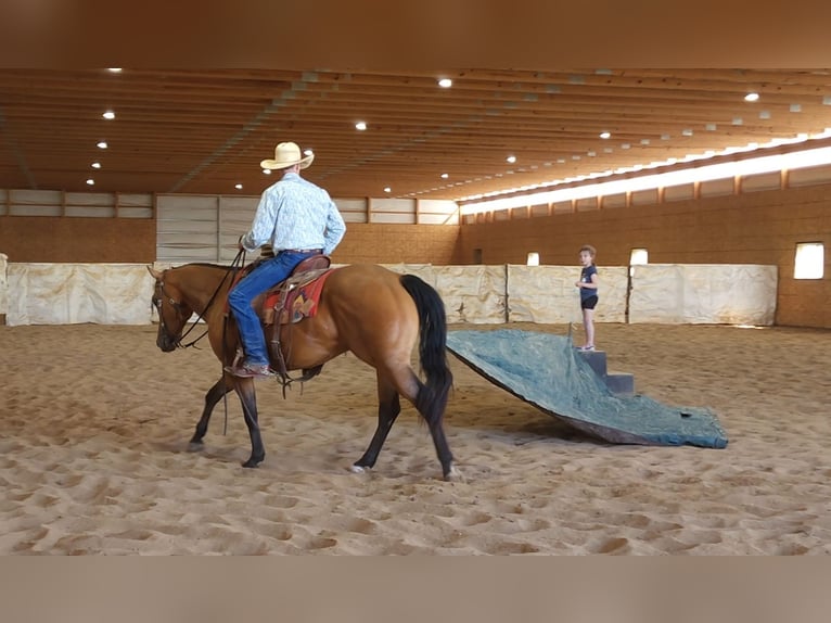 Caballo cuarto de milla Caballo castrado 4 años 152 cm Buckskin/Bayo in Bellevue