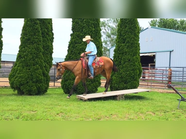 Caballo cuarto de milla Caballo castrado 4 años 152 cm Buckskin/Bayo in Bellevue