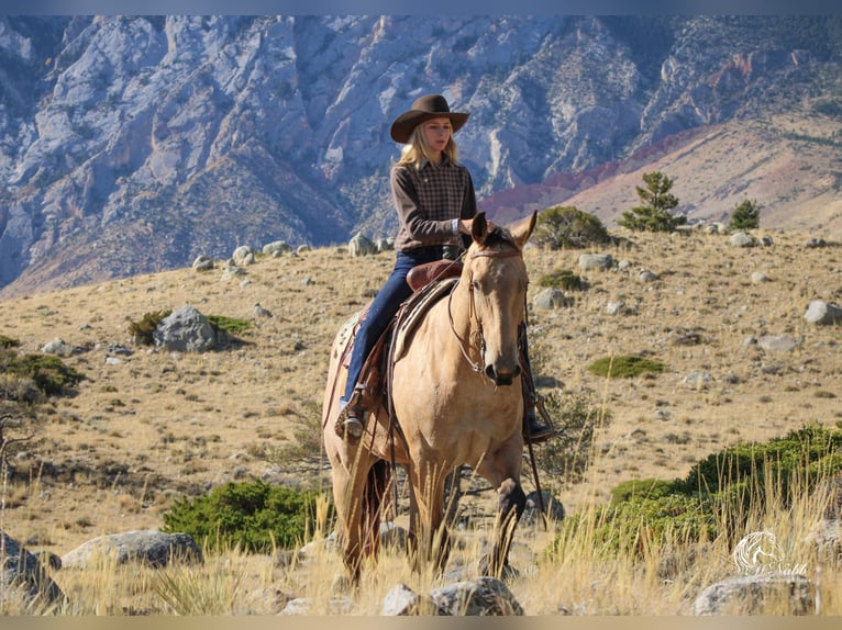 Caballo cuarto de milla Caballo castrado 4 años 152 cm Buckskin/Bayo in Cody